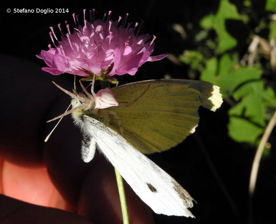 Thomisus onustus - Parco Regionale 